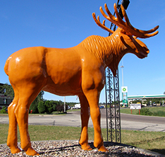 Large life size moose sculpture